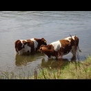 Selbst den Kühnen ist es warm